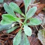 Lychnis coronaria Blatt