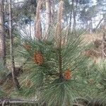 Pinus pinaster Blad