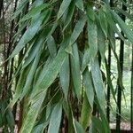 Phyllostachys viridiglaucescens ഇല