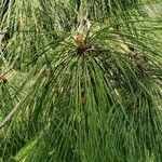 Pinus ponderosa Hostoa