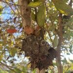 Eucalyptus lehmannii Fruit