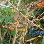 Stromanthe jacquinii Цвят