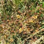 Hermannia exappendiculata Blomst