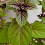 Ocimum kilimandscharicum Folha