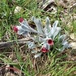 Pardoglossum cheirifolium Flower