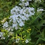 Hesperis matronalisBlomma