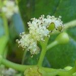 Monimia rotundifolia Λουλούδι