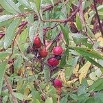 Rosa palustris Fruit