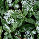 Cerastium alpinum Foglia