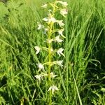 Platanthera bifoliaFloare