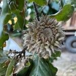 Quercus ithaburensis Fruit