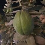 Calotropis procera Fruitua