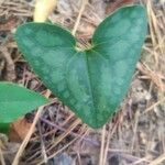 Asarum arifoliumBlad