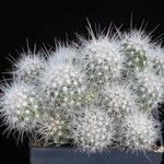 Thelocactus macdowellii Агульны выгляд