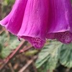 Digitalis thapsi Flors