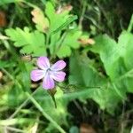 Geranium purpureum Fleur
