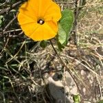 Ipomoea obscura Λουλούδι