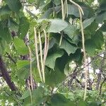 Catalpa bignonioides Hedelmä