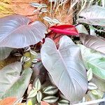 Philodendron erubescens ശീലം