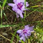 Catananche caeruleaFlors