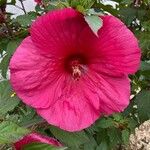 Hibiscus palustris Flower