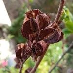 Exochorda racemosa Fruto