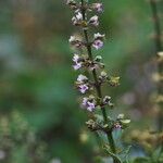 Ocimum carnosum Floare
