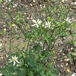 Eurybia divaricata Λουλούδι
