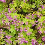 Polygala paucifolia Цветок