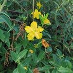 Hypericum patulum फूल