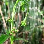 Vincetoxicum rossicum Blüte