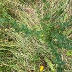 Berberis microphylla Natur