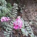 Indigofera heterantha Blüte