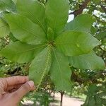 Barringtonia acutangula Leaf