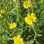 Barbarea stricta Flower