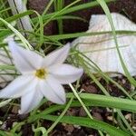 Ipheion uniflorumЦветок