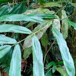 Olfersia cervina Лист