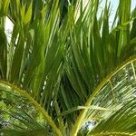 Adonidia merrillii पत्ता