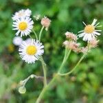 Erigeron quercifolius Kvet