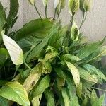 Spathiphyllum wallisii Blad