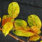 Toxicodendron radicans Листок