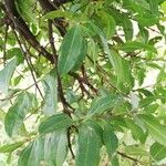 Strychnos pungens Leaf