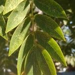 Cassia abbreviata برگ