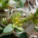 Paronychia polygonifolia Λουλούδι