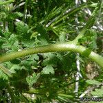 Phacelia distans Koor