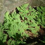 Gymnocarpium dryopteris ശീലം