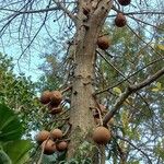 Couroupita guianensis Hedelmä