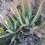 Aloe veraЛист