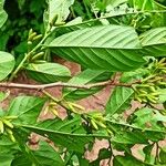 Diospyros monbuttensis Leaf
