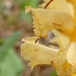 Orobanche flava Flower